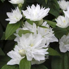 Саджанці жасмину Сніжинка Міннесоти (черенкований) - 1-річний