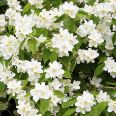 Саджанці жасмину Повзучий (черенкований) - 1-річний