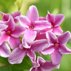 Саджанці жасмину Рожевий (черенкований) - 1-річний