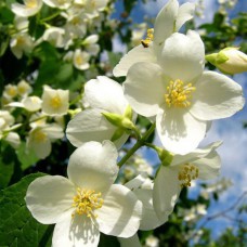 Саджанці жасмину Ліановидний (черенкований) - 1-річний