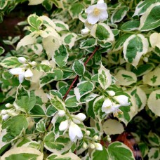 Саджанці жасмину Варієгата (черенкований) - 1-річний