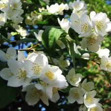 Саджанці жасмину Вінцевий (черенкований) - 1-річний