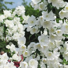 Саджанці жасмину Звичайний (черенкований) - 1-річний