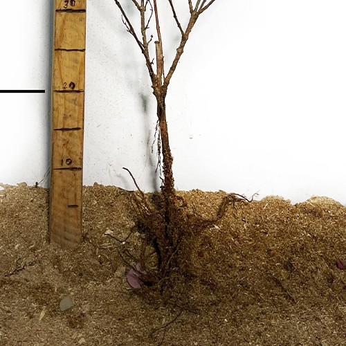 Саджанці вейгели Олександра (черенкований) - 1-річний