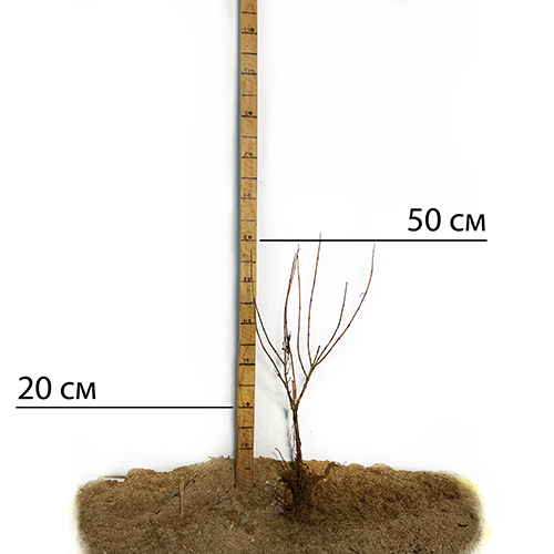 Саджанці вейгели Олександра (черенкований) - 1-річний
