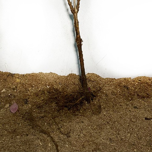 Саженцы вейгелы Цветущей Розовой (черенкованный) - 2-летний