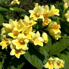 Саджанці вейгели Міддендорфа (черенкований) - 1-річний