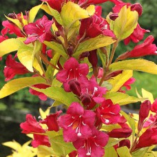 Саджанці вейгели Олімпіада (черенкований) - 1-річний