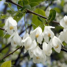 Саджанці галезії Конвалієве Дерево (черенкований) - 1-річний