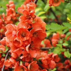 Саджанці хеномелеса Айва Японська (привитий) - 1-річний