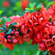 Саджанці хеномелеса на штамбі Айва Японська (привитий) - 2-річний