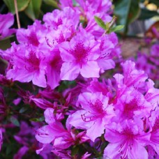 Саджанці азалії Блакитний Дунай (черенкований) - 1-річний