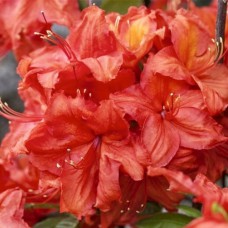 Саджанці азалії Феєрверк (черенкований) - 1-річний