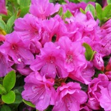 Саджанці азалії Гейша Пурпл (черенкований) - 1-річний