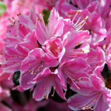 Саджанці азалії Кармінова Рожева (черенкований) - 1-річний