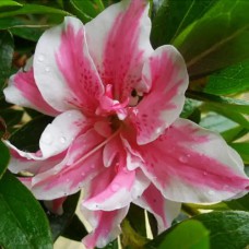 Саджанці азалії Мелле (черенкований) - 1-річний