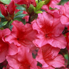 Саджанці азалії Рококо (черенкований) - 1-річний