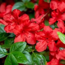 Саджанці азалії Стюартстоніан (черенкований) - 1-річний