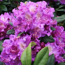 Саджанці рододендрона Альфред (черенкований) - 1-річний