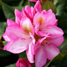 Саджанці рододендрона Аркадій (черенкований) - 1-річний