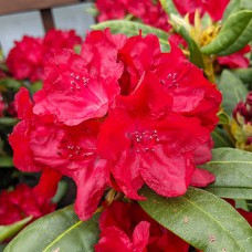 Саджанці рододендрона Бусукі (черенкований) - 1-річний