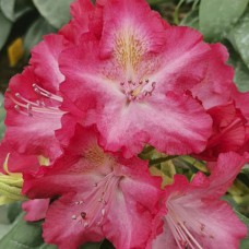 Саджанці рододендрона Емануела (черенкований) - 1-річний