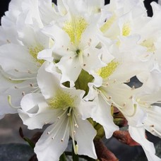 Саджанці рододендрона Білий Каннінгем (черенкований) - 1-річний