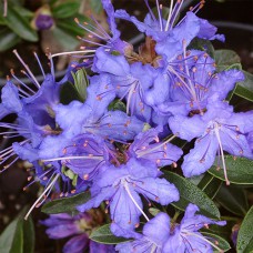 Саджанці рододендрона Нічне Небо (черенкований) - 1-річний