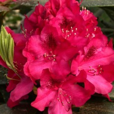 Саджанці рододендрона Нова Земля (черенкований) - 1-річний