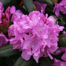 Саджанці рододендрона Розеум Елеганс (черенкований) - 1-річний