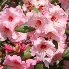 Саджанці рододендрона Вірджинія Річардс (черенкований) - 1-річний