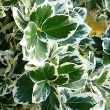 Саджанці бересклету Емеральд Гаєті (черенкований) - 1-річний