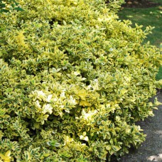 Саджанці бересклету Форчуна Голд (черенкований) - 1-річний