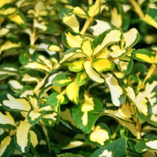 Саджанці бересклету Санспот (черенкований) - 1-річний