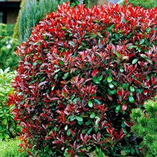 Саджанці фотінії Ред Робін (черенкований) - 1-річний