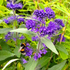 Саджанці каріоптеріс Дарк Найт (черенкований) - 1-річний