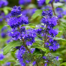 Саджанці каріоптеріс К'юський Синій (черенкований) - 1-річний