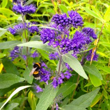 Саджанці каріоптеріс Синій Туман (черенкований) - 1-річний