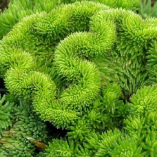 Саджанці очитків Кристатум (черенкований) - 1-річний