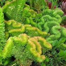 Саджанці очитків Півнячий Гребінь (черенкований) - 1-річний