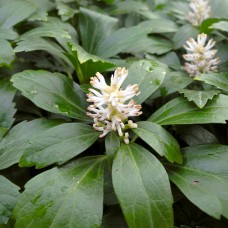 Саджанці пахісандри Грін Карпет (черенкований) - 1-річний