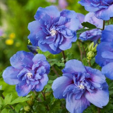 Саджанці гібіскусу Блакитний Шифон (черенкований) - 1-річний