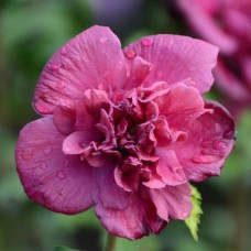 Саджанці гібіскусу Френч Кабаре (черенкований) - 1-річний