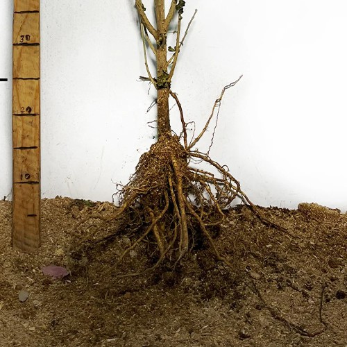 Саджанці гібіскусу на штамбі Вайт Шифон (черенкований) - 2-річний