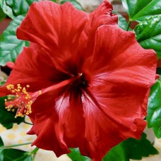 Саджанці гібіскусу Китайська Троянда (черенкований) - 1-річний