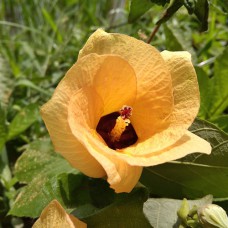 Саджанці гібіскусу Липовидний (черенкований) - 1-річний