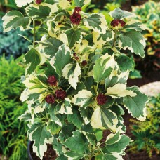 Саджанці гібіскусу махрового Пурпуреа Варієгата (черенкований) - 1-річний