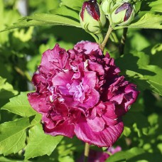 Саджанці гібіскусу на штамбі Френч Кабаре (черенкований) - 2-річний