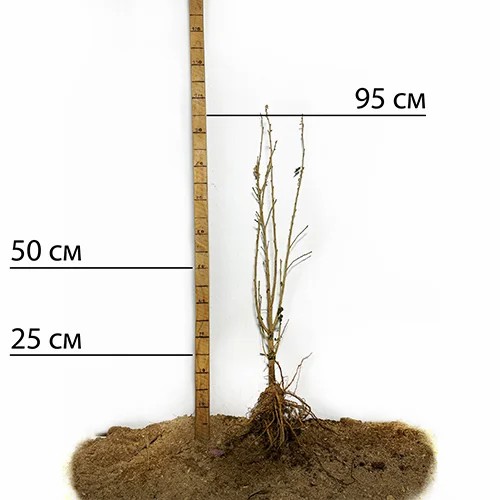 Саджанці гібіскусу на штамбі Вайт Шифон (черенкований) - 2-річний
