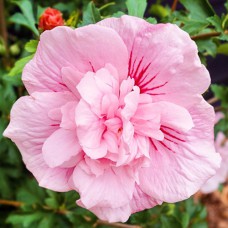 Саджанці гібіскусу Пінк Шифон (черенкований) - 1-річний